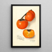 Diospyros Yemon - Amanda Almira Newton — framed artwork on a wall
