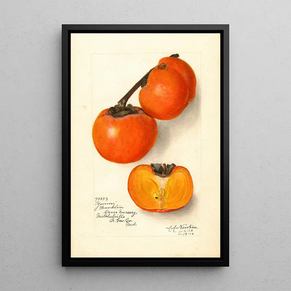 Diospyros Yemon - Amanda Almira Newton — framed artwork on a wall