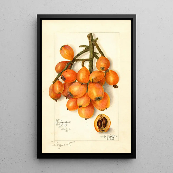 Reproduction of the painting Eriobotrya japonica Baronne Hall - Amanda Almira Newton