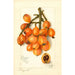 Reproduction of the painting Eriobotrya japonica Baronne Hall - Amanda Almira Newton