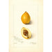 Eriobotrya japonica Premier - Amanda Almira Newton — artwork view