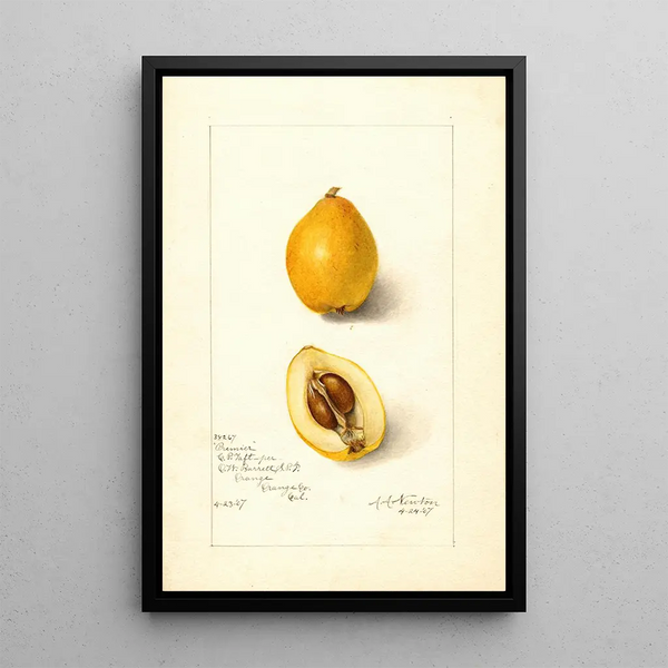 Eriobotrya japonica Premier - Amanda Almira Newton — framed artwork on a wall