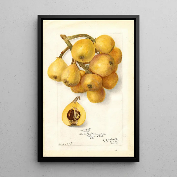 Reproduction of the painting Eriobotrya japonica Tanaka - Amanda Almira Newton