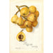 Reproduction of the painting Eriobotrya japonica Tanaka - Amanda Almira Newton