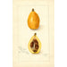 Eriobotrya japonica Victor - Amanda Almira Newton — artwork view