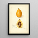 Eriobotrya japonica Victor - Amanda Almira Newton — framed artwork on a wall