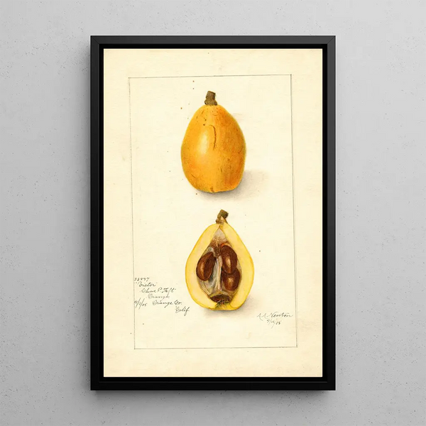 Eriobotrya japonica Victor - Amanda Almira Newton — framed artwork on a wall