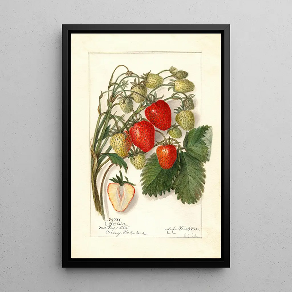 Reproduction of the painting Fragaria Berlin - Amanda Almira Newton | Painting Source: Tableau Fragaria Berlin - Amanda Almira Newton