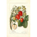 Reproduction of the painting Fragaria Berlin - Amanda Almira Newton | Painting Source: Tableau Fragaria Berlin - Amanda Almira Newton