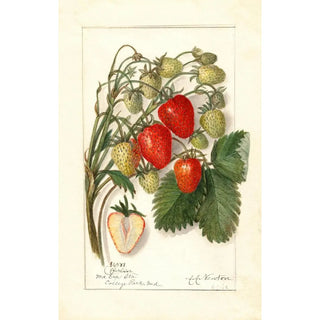 Reproduction of the painting Fragaria Berlin - Amanda Almira Newton | Painting Source: Tableau Fragaria Berlin - Amanda Almira Newton