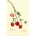 Fragaria Blaine - Amanda Almira Newton — artwork view