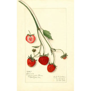 Fragaria Blaine - Amanda Almira Newton — artwork view