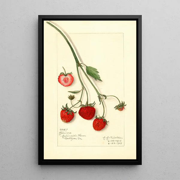 Fragaria Blaine - Amanda Almira Newton — framed artwork on a wall
