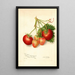 Reproduction of the painting Fragaria Brackett - Amanda Almira Newton