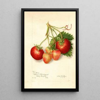 Reproduction of the painting Fragaria Brackett - Amanda Almira Newton