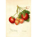 Reproduction of the painting Fragaria Brackett - Amanda Almira Newton
