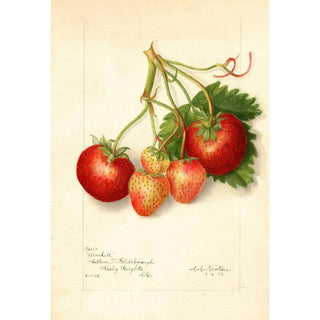 Reproduction of the painting Fragaria Brackett - Amanda Almira Newton