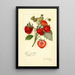Reproduction of the painting Fragaria Commonwealth - Amanda Almira Newton