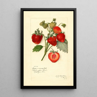 Reproduction of the painting Fragaria Commonwealth - Amanda Almira Newton