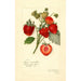 Reproduction of the painting Fragaria Commonwealth - Amanda Almira Newton