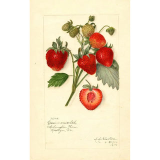 Reproduction of the painting Fragaria Commonwealth - Amanda Almira Newton