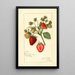 Reproduction of the painting Fragaria Corsican - Amanda Almira Newton