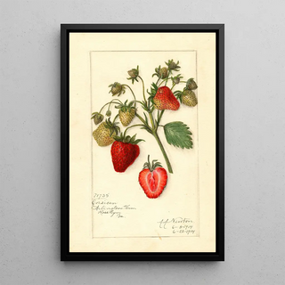 Reproduction of the painting Fragaria Corsican - Amanda Almira Newton