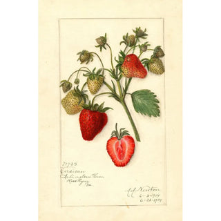 Reproduction of the painting Fragaria Corsican - Amanda Almira Newton