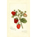 Fragaria Deacon - Amanda Almira Newton | Painting — artwork view