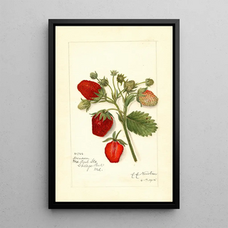 Fragaria Deacon - Amanda Almira Newton | Painting — framed artwork on a wall
