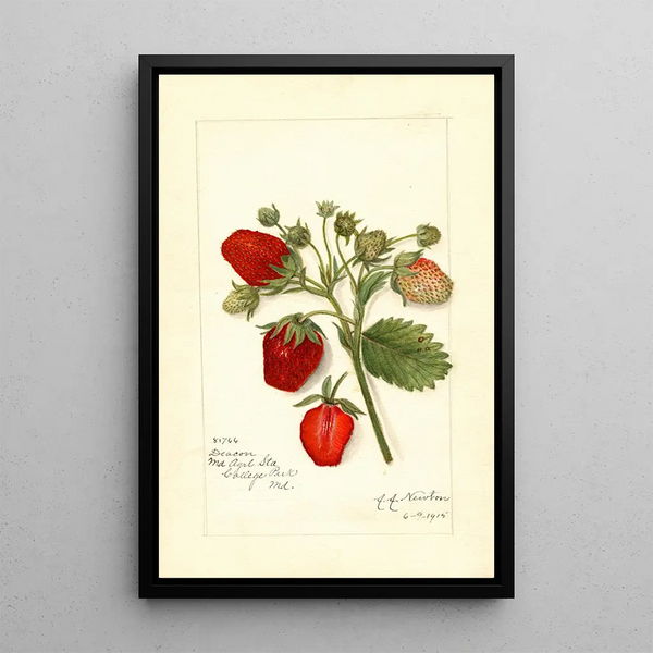 Fragaria Deacon - Amanda Almira Newton | Painting — framed artwork on a wall