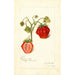 Fragaria Dew - Amanda Almira Newton — artwork view