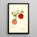 Fragaria Dew - Amanda Almira Newton — framed artwork on a wall