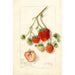 Fragaria Dole - Amanda Almira Newton — artwork view