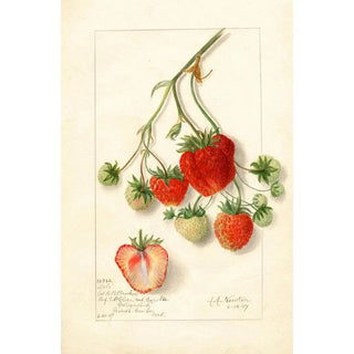 Fragaria Dole - Amanda Almira Newton — artwork view