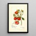 Reproduction of the painting Fragaria Gibson - Amanda Almira Newton | Painting Source: Tableau Fragaria Gibson - Amanda Almira Newton