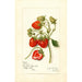 Reproduction of the painting Fragaria Gibson - Amanda Almira Newton | Painting Source: Tableau Fragaria Gibson - Amanda Almira Newton