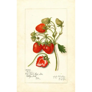 Reproduction of the painting Fragaria Gibson - Amanda Almira Newton | Painting Source: Tableau Fragaria Gibson - Amanda Almira Newton