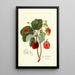 Reproduction of the painting Fragaria Indiana - Amanda Almira Newton