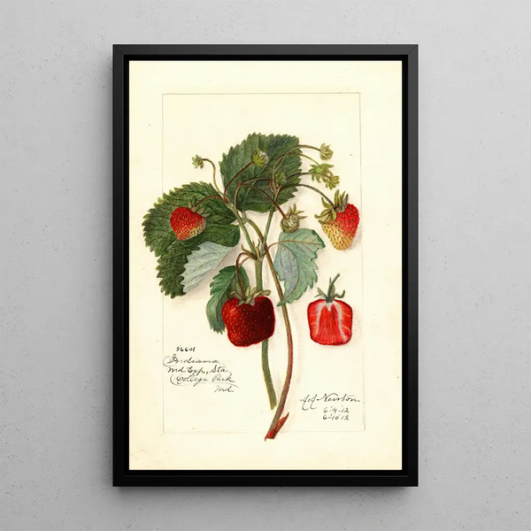 Reproduction of the painting Fragaria Indiana - Amanda Almira Newton