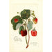 Reproduction of the painting Fragaria Indiana - Amanda Almira Newton