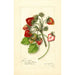 Reproduction of the painting Fragaria James Todd - Amanda Almira Newton
