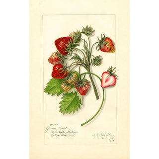 Reproduction of the painting Fragaria James Todd - Amanda Almira Newton