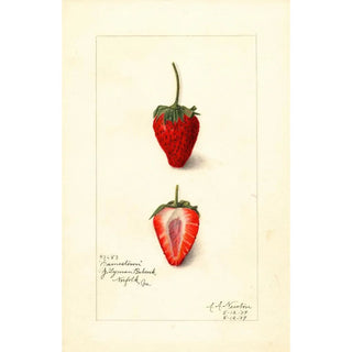 Fragaria Jamestown - Amanda Almira Newton — artwork view
