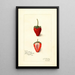 Fragaria Jamestown - Amanda Almira Newton — framed artwork on a wall