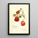 Reproduction of the painting Fragaria La Follette - Amanda Almira Newton