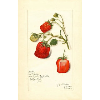 Reproduction of the painting Fragaria La Follette - Amanda Almira Newton