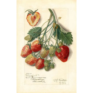 Fragaria Marshall - Amanda Almira Newton | Painting Source: Tableau Fragaria Marshall - Amanda Almira Newton — artwork view