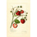 Fragaria Maryland - Amanda Almira Newton — artwork view
