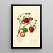 Fragaria Maryland - Amanda Almira Newton — framed artwork on a wall